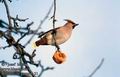 Bombycilla_garrulus