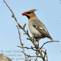 Bombycilla_garrulus_ba1426