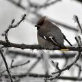 Bombycilla_garrulus_ba2741