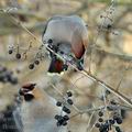 Bombycilla_garrulus_ba3088