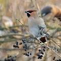 Bombycilla_garrulus_ba3096