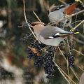 Bombycilla_garrulus_ba3121