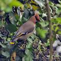 Bombycilla_garrulus_br4515