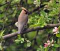 Bombycilla_garrulus_br4586