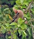 Bombycilla_garrulus_br4605