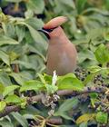 Bombycilla_garrulus_br4613