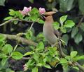 Bombycilla_garrulus_br4644