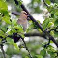 Bombycilla_garrulus_br4693