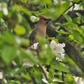 Bombycilla_garrulus_br4736