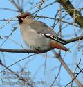 Bombycilla_garrulus