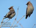 Bombycilla_garrulus_dc2788