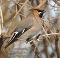 Bombycilla_garrulus_dc2797