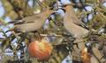 Bombycilla_garrulus_fa1895