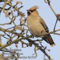 Bombycilla_garrulus_fa1956