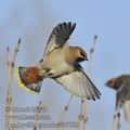 Bombycilla_garrulus_fa7782