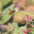 Bombylius_major_ag9078