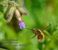 Bombylius_major_kb3265