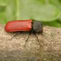 Bostrychus_capucinus_ae6059
