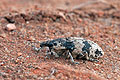 Bothynoderes_affinis_bf0630