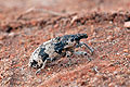 Bothynoderes_affinis_bf0631