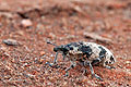 Bothynoderes_affinis_bf0634