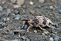 Bothynoderes_affinis_bf0729