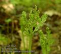 Botrychium_matricariifolium_ab2055