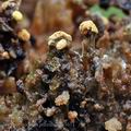Botryobasidium_aureum_bm3651
