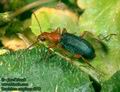 Brachinus_crepitans_6217