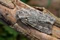Brachionycha_nubeculosa_cb2330s