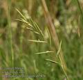 Brachypodium_pinnatum_ab5876