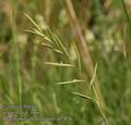 Brachypodium_pinnatum_ab5876