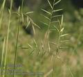 Brachypodium_pinnatum_ab5882