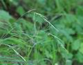Brachypodium_sylvaticum_a31