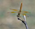 Brachythemis_contaminata_fe1975