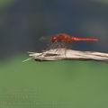 Brachythemis_lacustris_bb9198