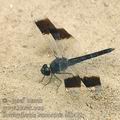 Brachythemis_leucosticta_ad3470