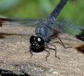 Brachythemis_leucosticta_ad3499