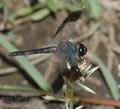 Brachythemis_leucosticta_ad3501