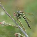 Brachytron_pratense_ah2063