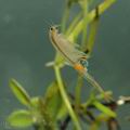 Branchipus_stagnalis_ak6830