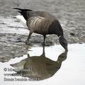 Branta_bernicla_ea2213