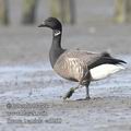 Branta_bernicla_ea3200