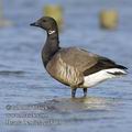 Branta_bernicla_ea3403