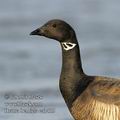 Branta_bernicla_ea3405