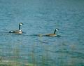 Branta_canadensis