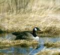 Branta_canadensis