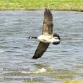 Branta_canadensis_ea5695