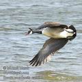 Branta_canadensis_ea5696