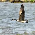 Branta_canadensis_ea5698